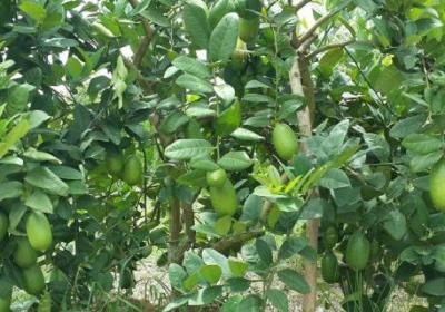 香水柠檬盆栽种植方法