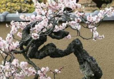 盆栽梅花什么时候换盆