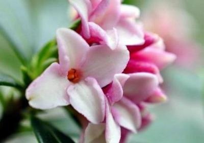 瑞香花怎么繁殖