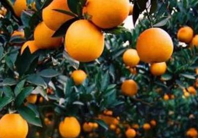 橘子怎么种植方法