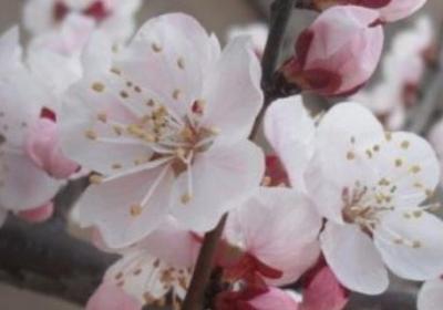杏树开花了还能浇水吗