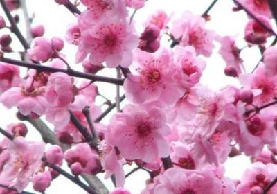 梅花如何过冬