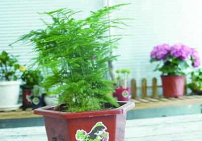 文竹适合用什么泥土