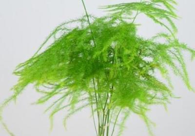 文竹分株在什么季节