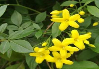 探春花修剪方法