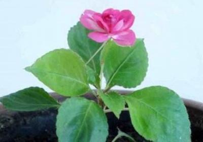 水梅花怎么繁殖
