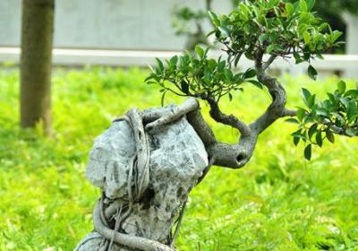 枯死盆景复活的方法