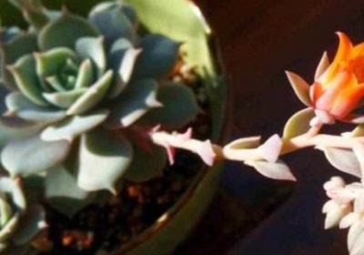 多肉植物开花要不要剪