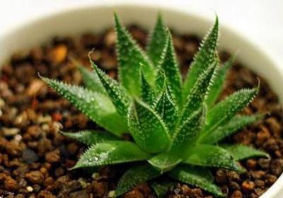 芦荟几天浇一次水