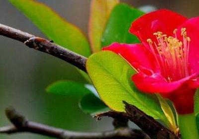 杜鹃花栽不活,杜鹃花要怎么种才能活