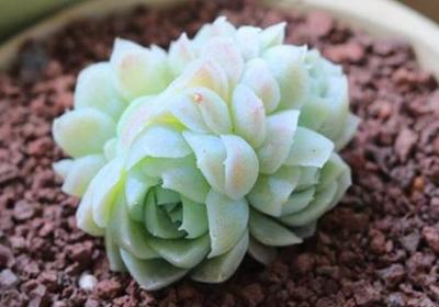 多肉爆头后怎么处理