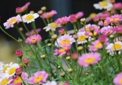 玛格丽特菊花怎么养