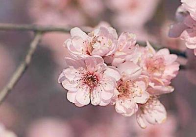 梅花修剪方法