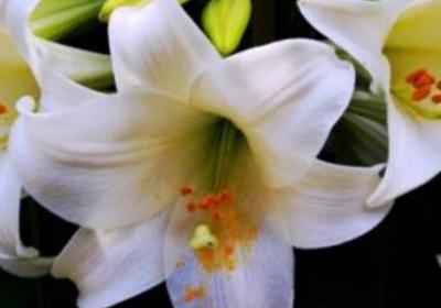 百合花怎么养殖