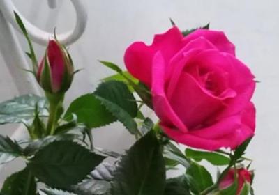 老桩玫瑰如何发芽