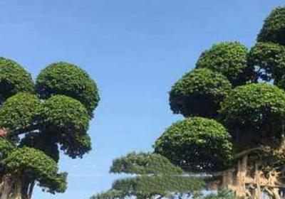 小叶榕树的养殖方法