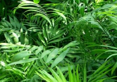 袖珍椰子开花什么预兆,怎么养才会开花