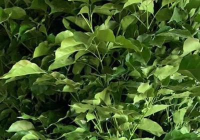 幸福树什么季节适合剪枝