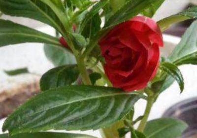 茶花凤仙花种子怎么种