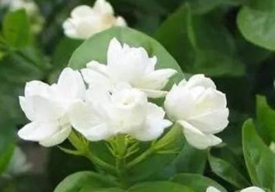 茉莉冬天换盆注意事项