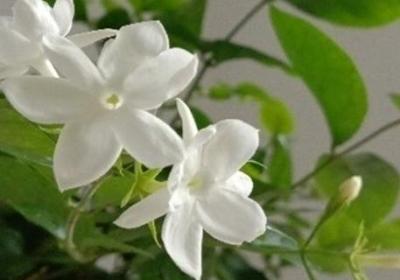 茉莉花用什么土,怎么养护