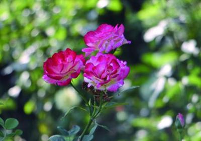 月季花施肥施什么肥料