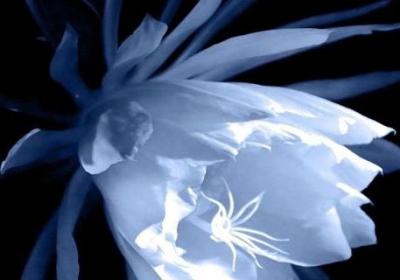昙花几点开花时间