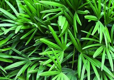 家中竹子开花破解,为什么开花