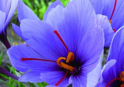 藏红花种植条件和地区、方法