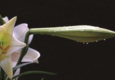 百合种植方法和时间,花后怎么处理