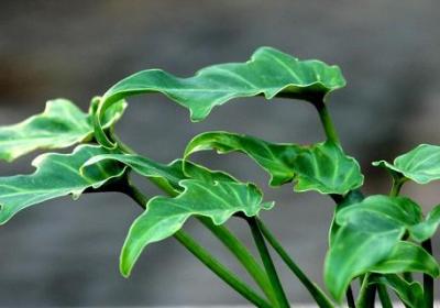 观叶植物的养殖方法