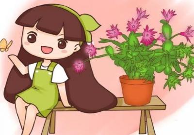 蟹爪兰仙客来···开完花掐这里,再开2次,1次比1次猛！