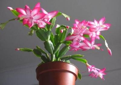 冬天在“蟹爪兰”盆里埋上它,侧边嫩芽冒,花骨朵挂枝头！