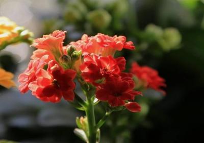 给“长寿花”吃点这,不用一月就爆盆,花苞全部挂枝头！
