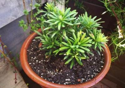 这种“贵气”植株不用买,折根“枝条”,呼呼长出一整盆！