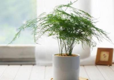 “文竹”长不好？试试这种“糖水”,一月喂一勺,叶子枝繁叶茂！