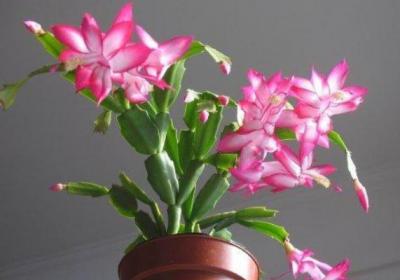 “蟹爪兰”最喜欢这“4种”肥,叶子再冒好几节,花苞蹿不停