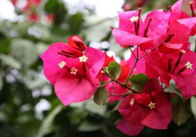 家里“三角梅”开花不旺盛,巧用这几个小方法,花朵呼呼长不停！