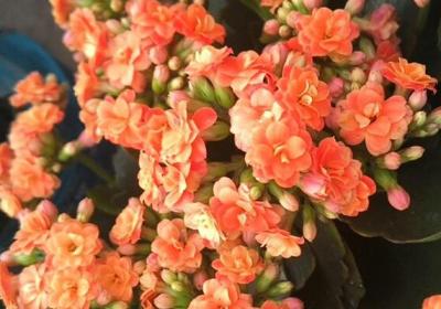 这6种花真耐旱,半个月不浇水,竟然也能狂开花！