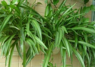 “吊兰”长不好,土里最好藏点“料”,叶子蹿芽蹿不停！