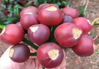 长寿仙客来···1棵能结3000粒种子,撒土里冒一大片苗！