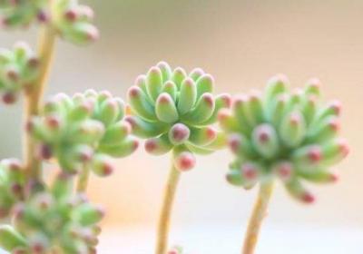 这5种草,1个月不浇水,盘成老桩身价翻1000倍！