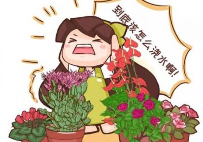 腊月养花别手欠,一盆水下去,蟹爪兰仙客来…活不到过年！