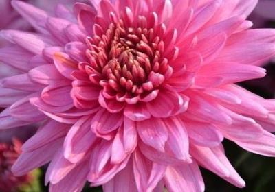 菊花冬天怎么养
