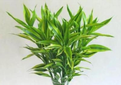 富贵竹在家养,水里加点“小颗粒”,枝叶绿油油！