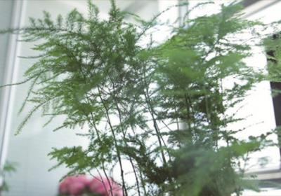 “文竹”枯黄别害怕,老花匠教你4招,1周叶子能回春