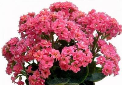 “长寿花”冬天开花少？教你这“4招”,花骨朵蹿得拦不住