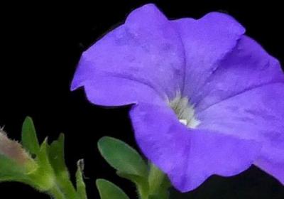 矮牵牛在什么季节开花