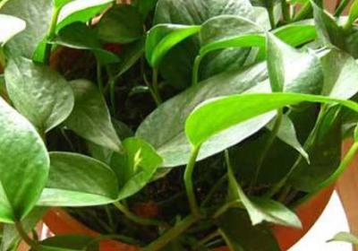 盆栽绿萝老枝怎么修剪