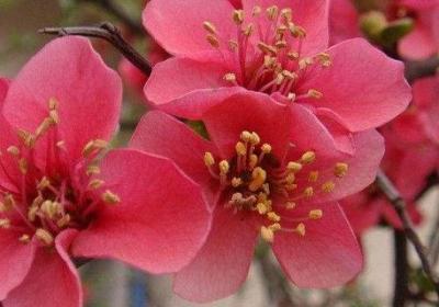 红梅花怎么养